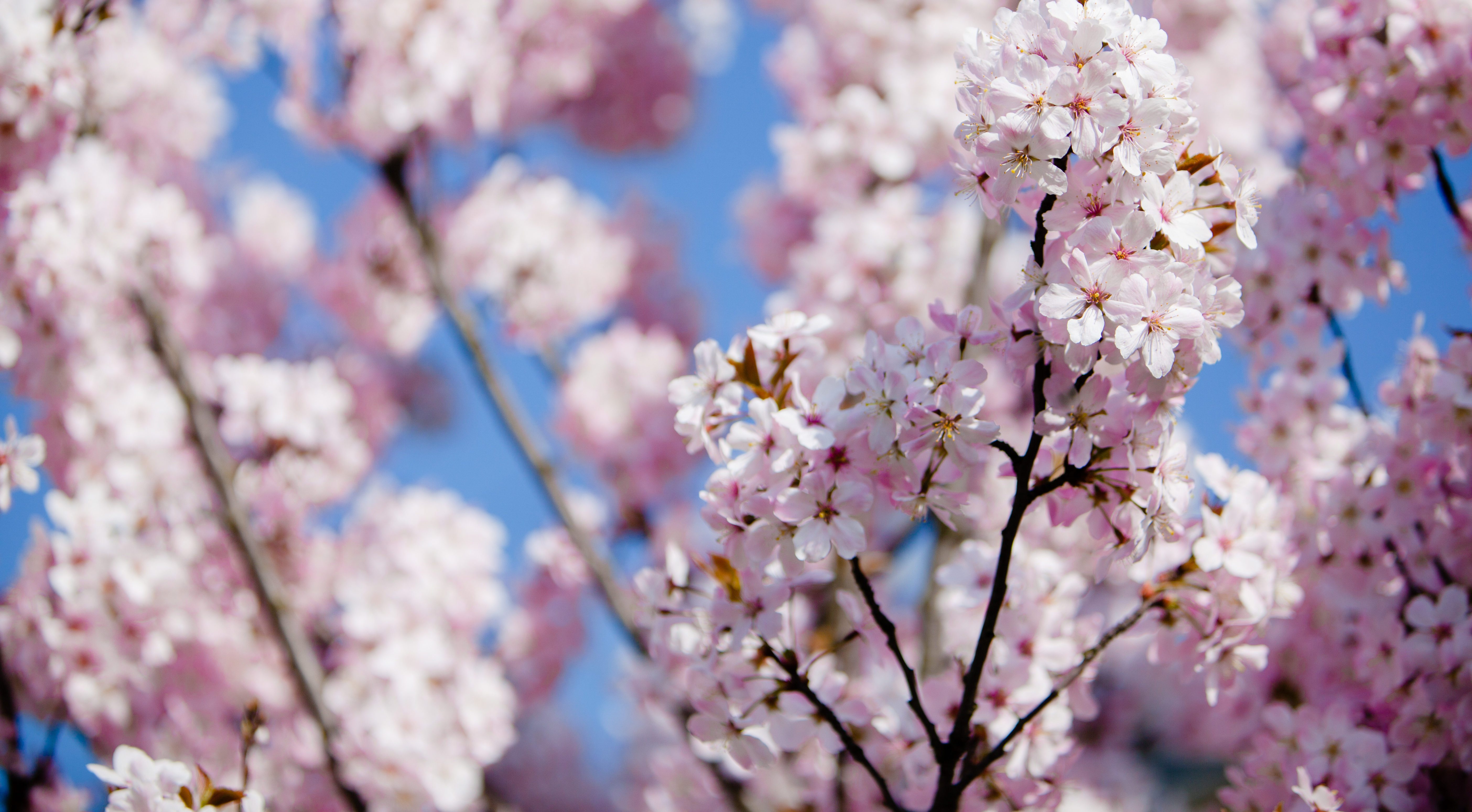 Close up photograph of pink blossom on a tree against a blue sky