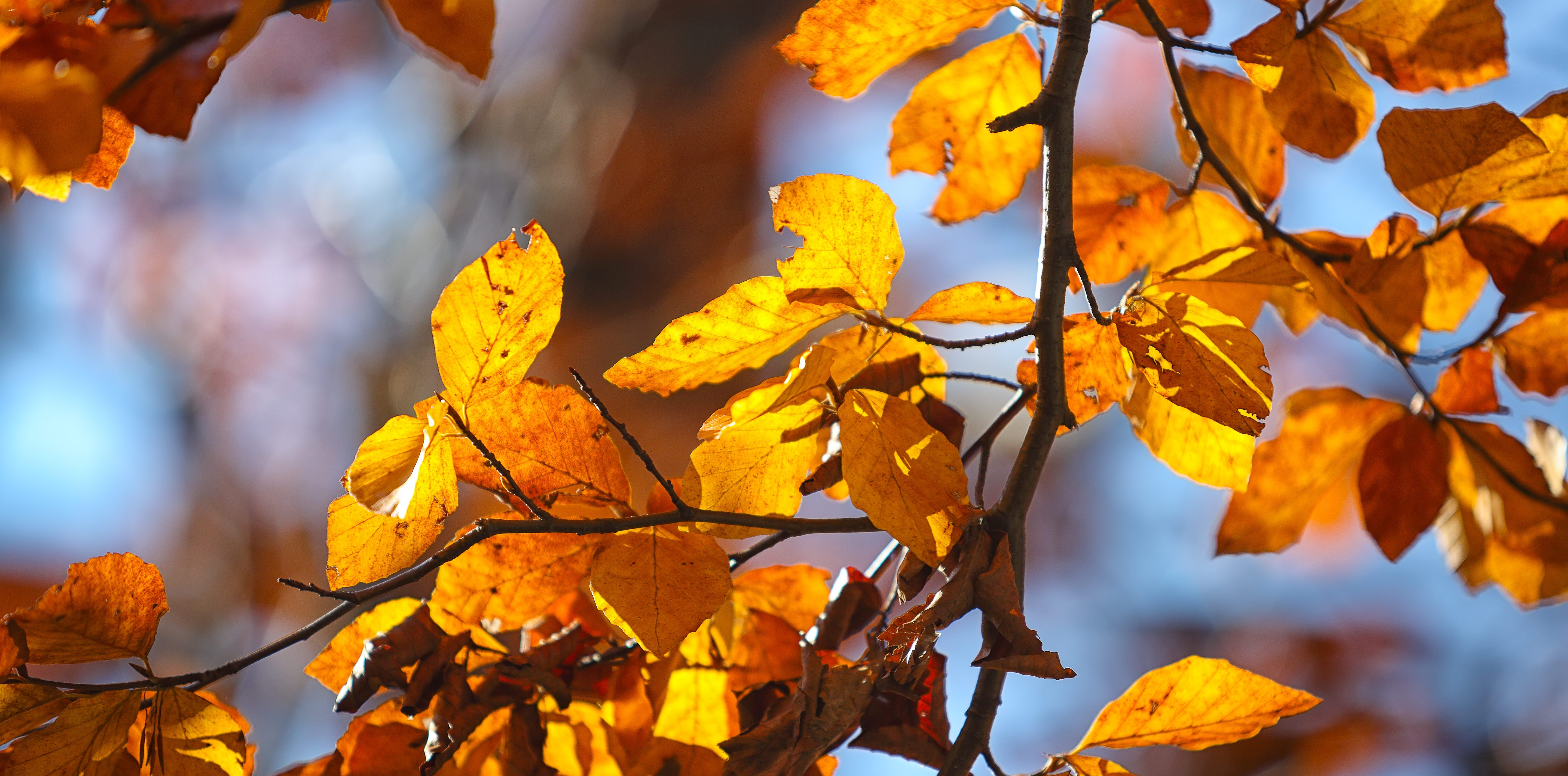 Autumn yellow leaves of aspen. Autumn time. Blue sky