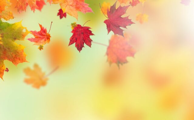 Colored autumn leaves