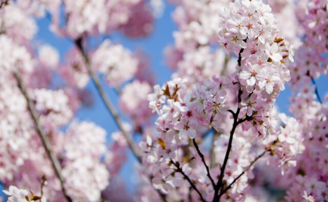 Close up photograph of pink blossom on a tree against a blue sky